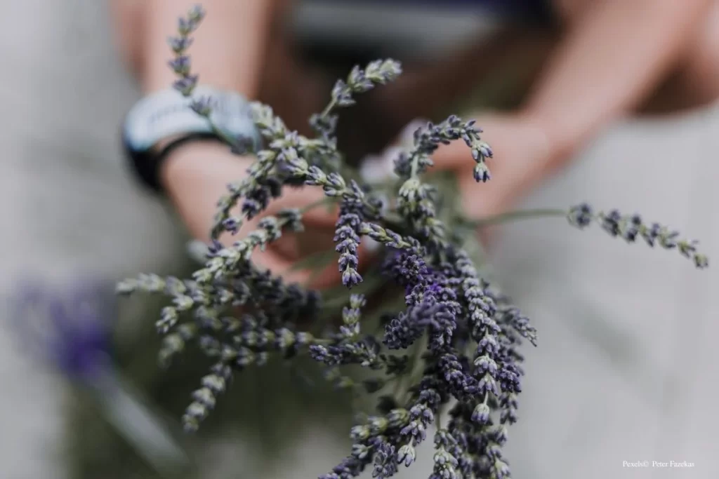 Benefícios da Lavanda para o Bem-Estar