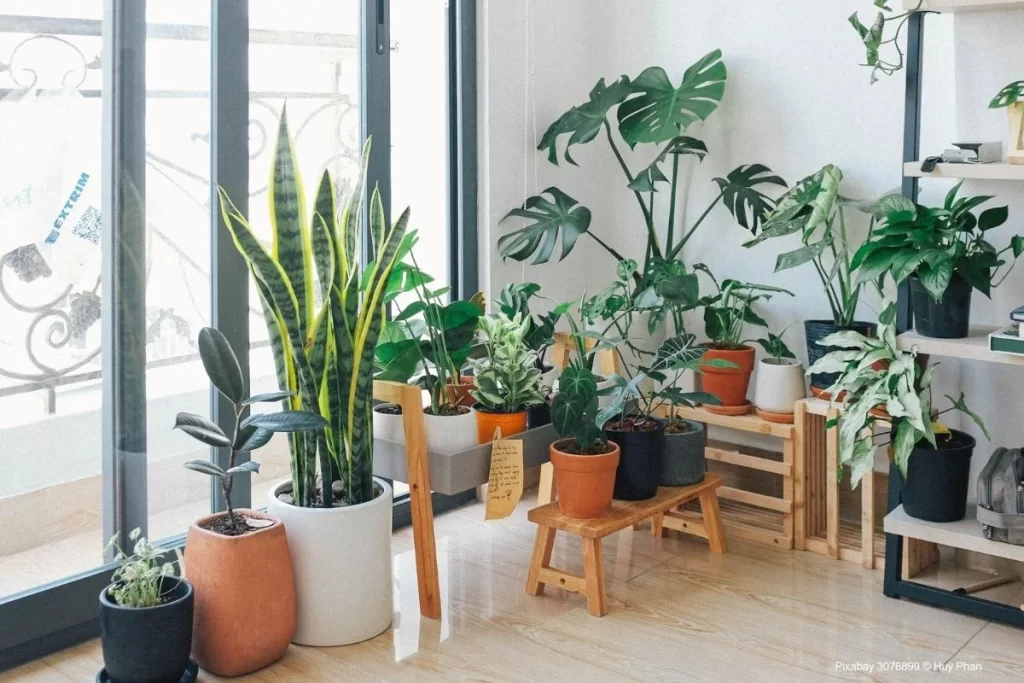 Plantas para a sua casa